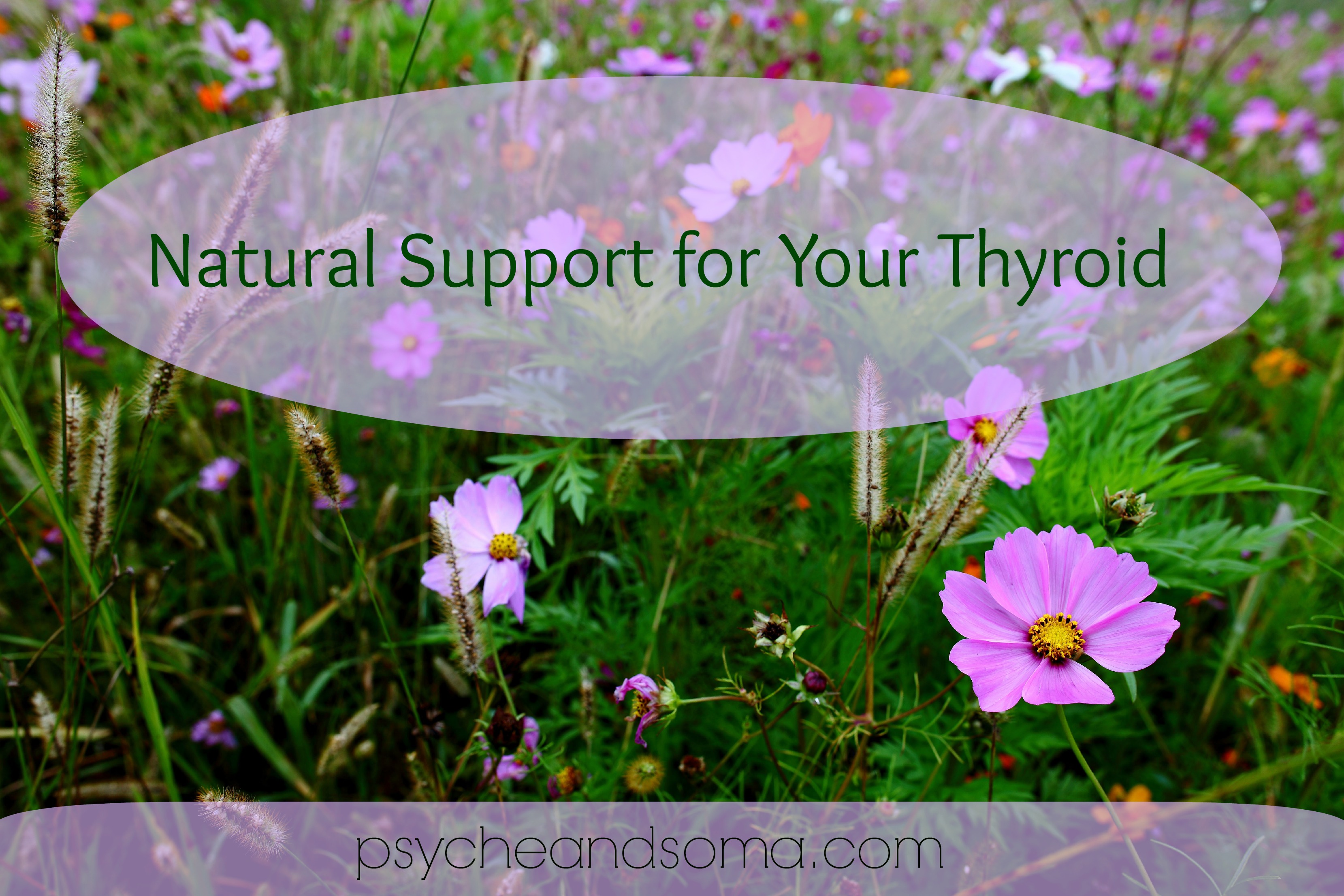 Thyroid: Symptoms & Support